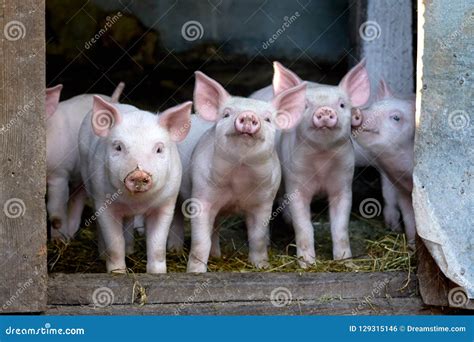 Little Cute Pigs on the Farm. Stock Photo - Image of boar, breeding ...