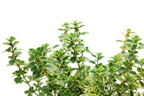 Lemon Thyme – Not Just a Garden Plant, But Powerful Medical Herb