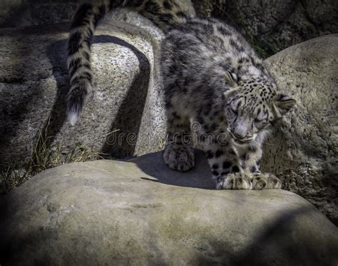 Snow Leopard Cub Playing stock photo. Image of cold - 104947468