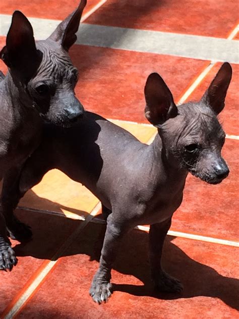 Maya Xolo dogs | Perro xoloitzcuintle, Perros, Perros chihuahua