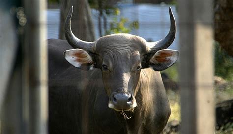 Baluran, Taman Safari Collaborate for Banteng Conservation - En.tempo.co