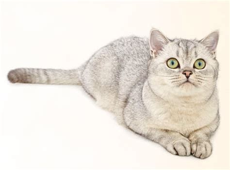 Learn About The American Shorthair Cat Breed From A Trusted Veterinarian