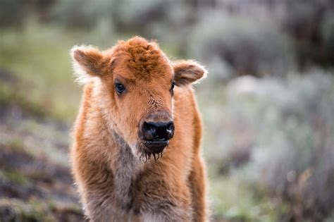 Yellowstone Bison Genes Transferred To Minnesota Herd - Yellowstone Insider