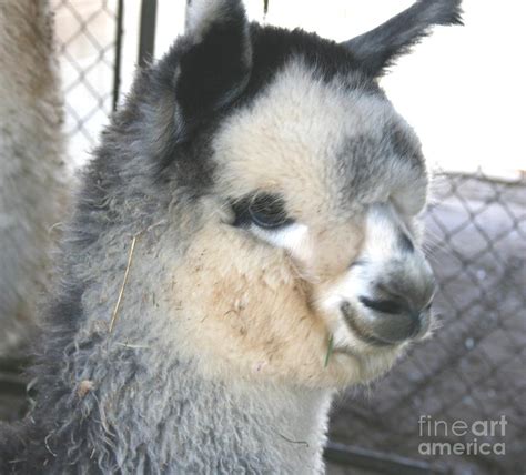 Alpaca Cria Head Photograph by Nancy Lake Watercolor - Fine Art America