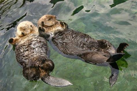 50 Weird Facts From the Animal Kingdom | Sea otter, Otters, Otters holding hands