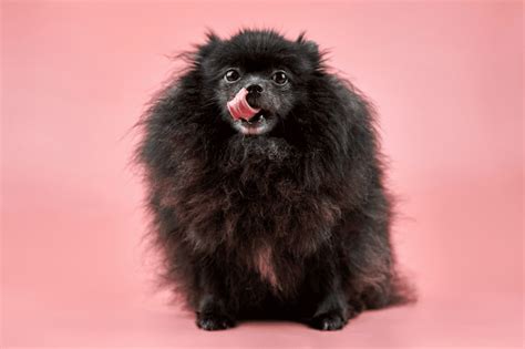 Black Pomeranian - Everything You Need To Know - Animal Corner