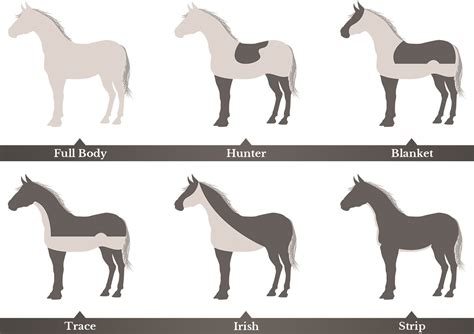 Body Clipping Horses: Clip Patterns & Complete Guide