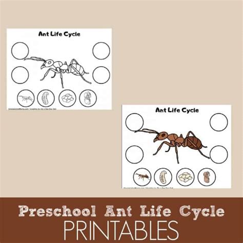 Ant Life Cycle Printable - Simple Living Mama