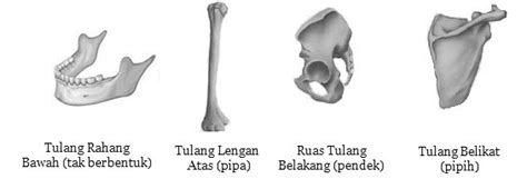 Contoh Tulang Pendek - Senang Belajar