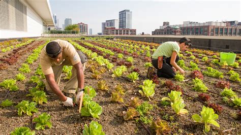 Rooftop Farming Is Getting Off The Ground : The Salt : NPR