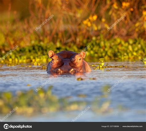 Hippopotamus Took Natural Habitat Stock Photo by ©KirillDorofeev 237108084