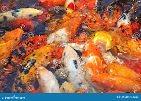 Beautiful golden koi fish stock image. Image of goldfish - 21356893