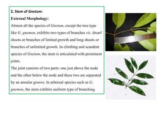 Life cycle of gnetum | PPT