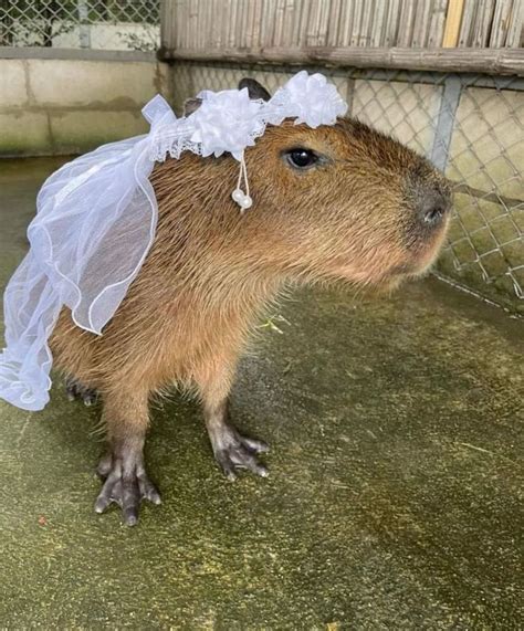 Daily Dose of Capybaras on Instagram: “Ready for wedding 💒 #capybaras #capybara #capy #capys # ...