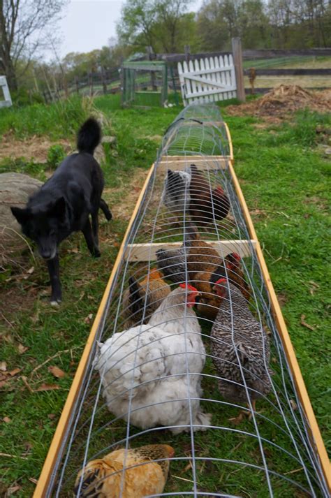 The Backyard Farming Connection: Garden Update: Chicken tunnels