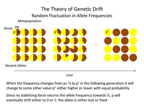 PPT - Genetic Drift and Neutral Theory PowerPoint Presentation, free ...