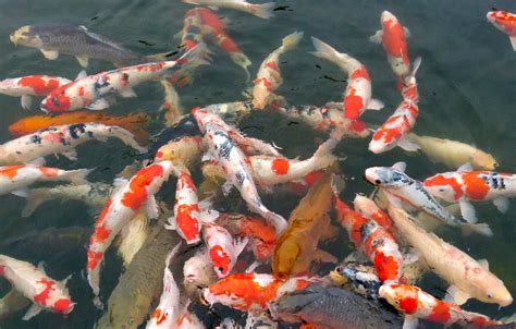 Koi Japanese Carp pond | Sankei-en Gardens near Hiroshima ai… | Flickr