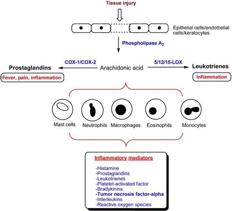 A simplified diagram of the inflammatory pathway and its mediators ...