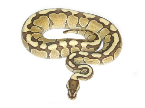 Lesser Woma - Morph List - World of Ball Pythons