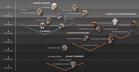 Homo Sapiens Evolution Tree