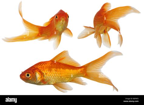 Assorted Gold Fish swimming isolated on a white background Stock Photo - Alamy