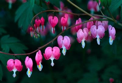 Bleeding Heart: A Profile of a Perennial Flower | HowStuffWorks