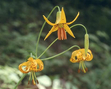 Tiger Lily (Lilium columbianum) in British Columbia