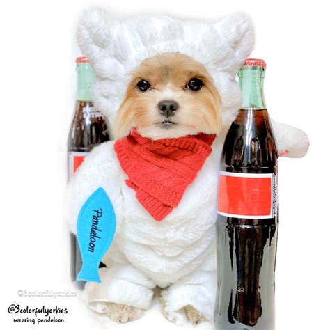 Pandaloon Walking Polar Bear Dog and Pet Costume - AS SEEN ON SHARK TA