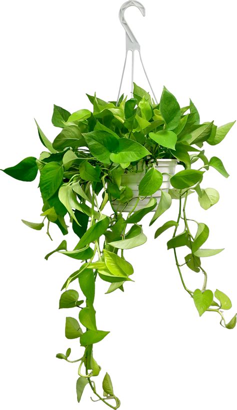 Houseplant Reptile Hanging Basket Plant Png Download - vrogue.co