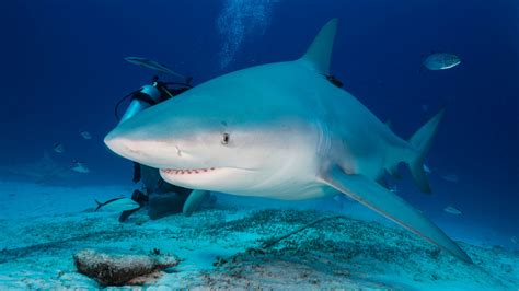 What You Need To Know About Color-Changing Sharks