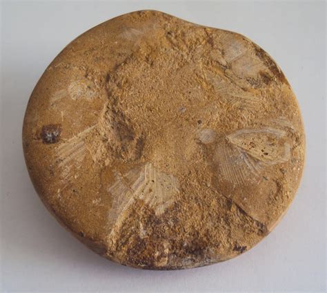 Fossilized Sand Dollar Echinoid (Sea Urchin) - Artifacts World