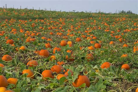 Why pumpkins need space to grow | George Herald