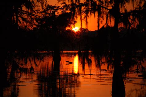 Louisiana Swamp Scene Wallpaper - WallpaperSafari