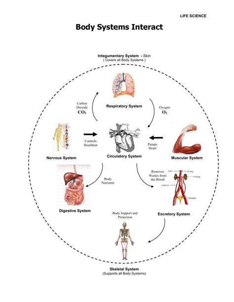 Body Systems Interact