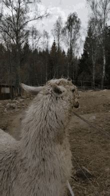 Llama Animal GIFs | Tenor