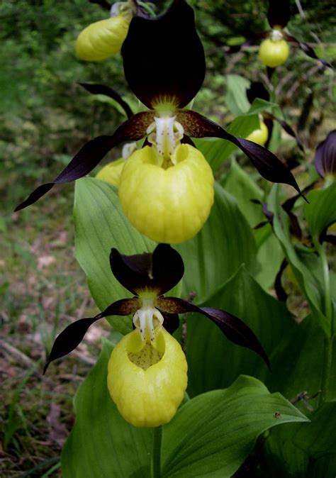 Cypripedium - FlorAlpin - rare and unusual plants