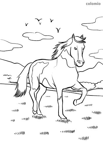 Horses coloring pages » Free & Printable » Horse coloring sheets - Page 3