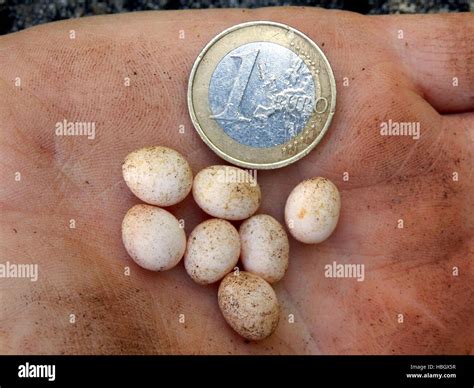 Snake Eggs Stock Photo - Alamy