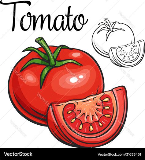 Tomato drawing icon Royalty Free Vector Image - VectorStock