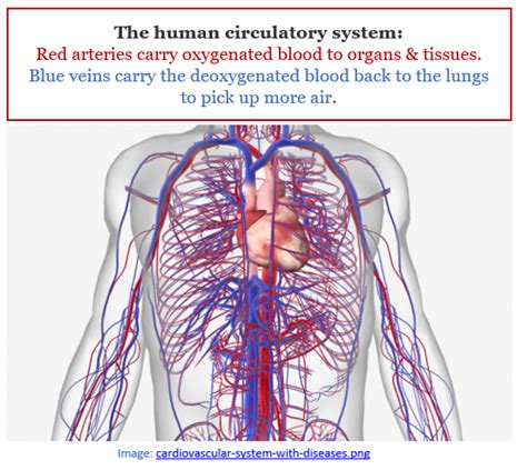 How Low Oxygen Levels Affect Your Body — covidCAREgroup