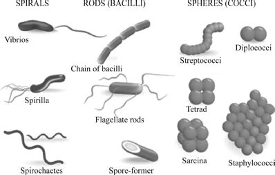 Rod Shaped Bacteria Are Called - slideshare