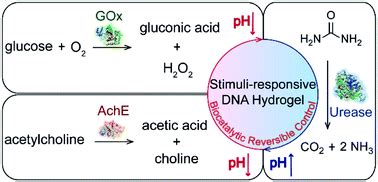 Biocatalytic reversible control of the stiffness of DNA-modified ...