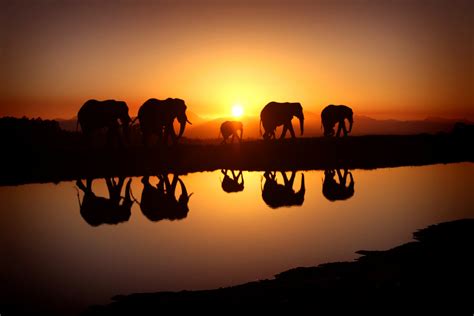 African Bush Elephants at Sunset - 4K Ultra HD Wallpaper