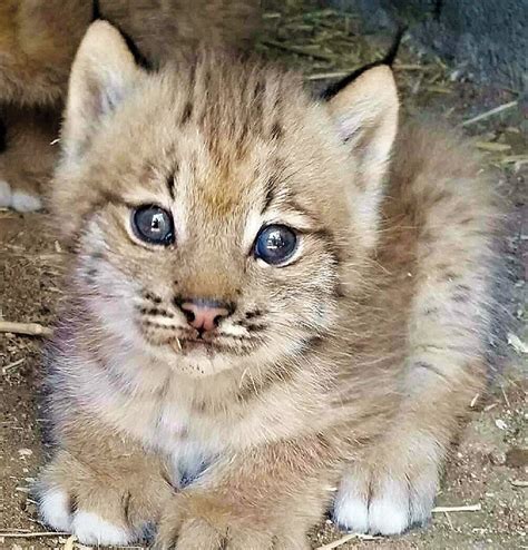 Baby lynx drawing fans at the zoo | The Daily Courier | Prescott, AZ