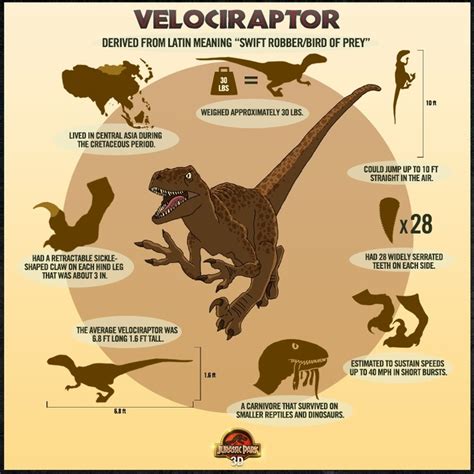 Velociraptor Facts | Dino's | Pinterest