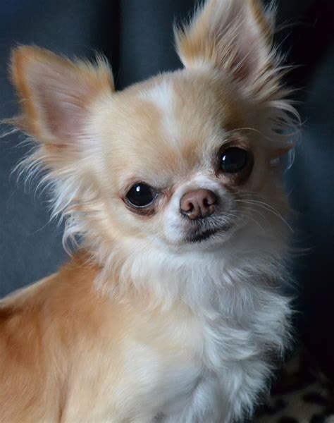 Chihuahua | Chihuahua dogs, Chihuahua, Cute chihuahua