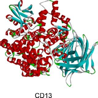 Molecular structure of aminopeptidase N(CD13). | Download Scientific ...