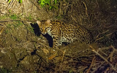 Scientist at work: Endangered ocelots and their genetic diversity may ...