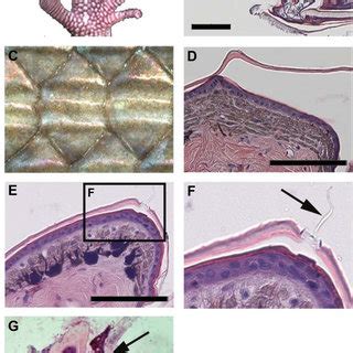 Schematic drawings showing different types of reptile scales Scales ...