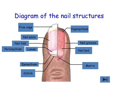 Diagram of the nail structures